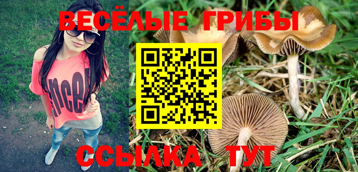 Шадринск  Псилоцибиновые грибы Psilocybine cubensis  Вход с VPN  Псилоцибиновые грибы Cubensis 